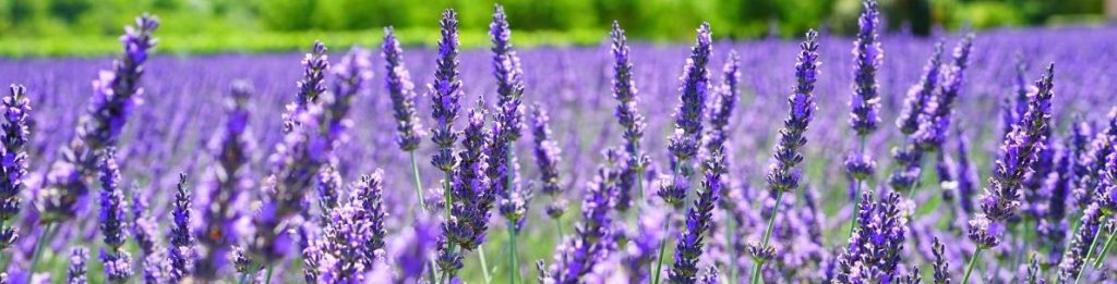 HomöoCampus, Atemtherapie