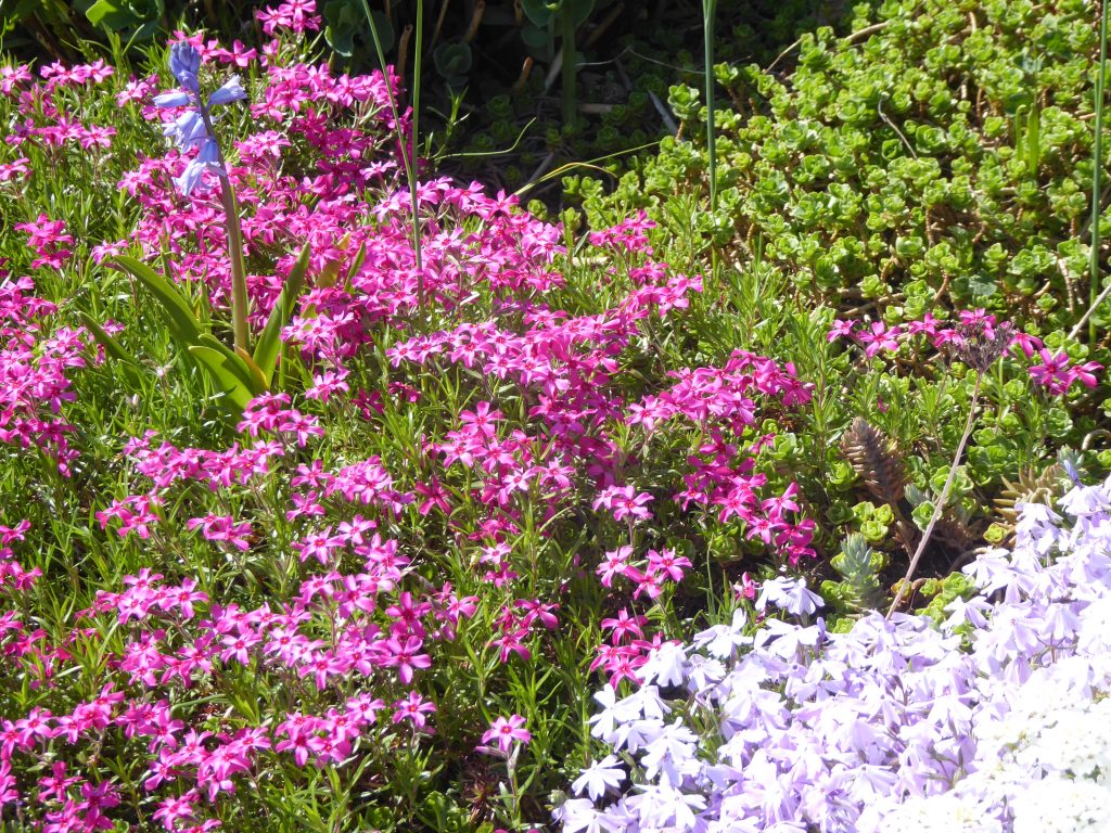 HomöoCampus, Physiognomik