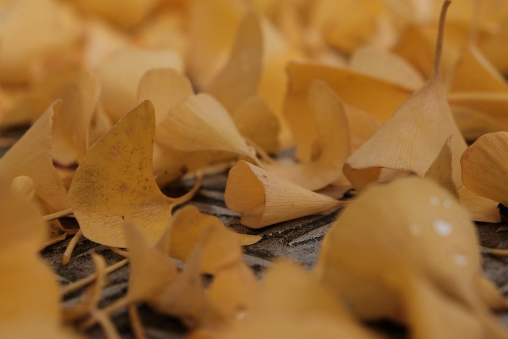 Herbst, verwelkte Blätter