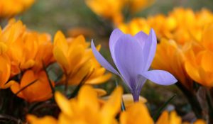 Frühling, Physiognomik